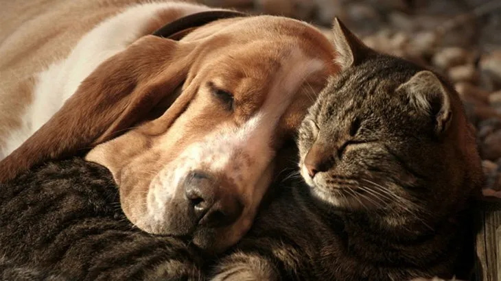 son los gatos y los perros asustados de las tormentas eléctricas