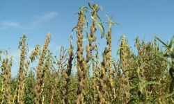 tsize_600x400_ajonjoli-e1727462263343