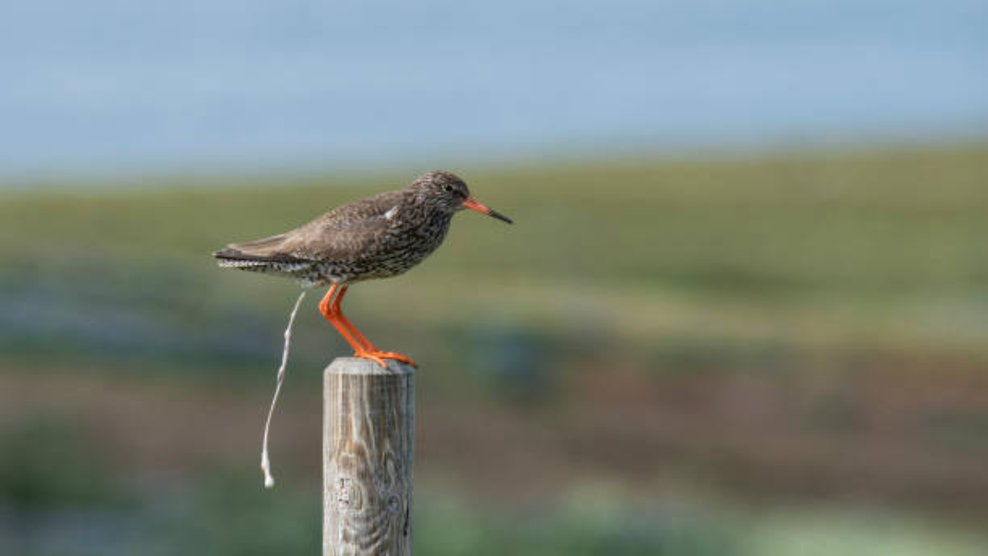 compuesto-contra-el-cancer-en-heces-de-pajaros-32728