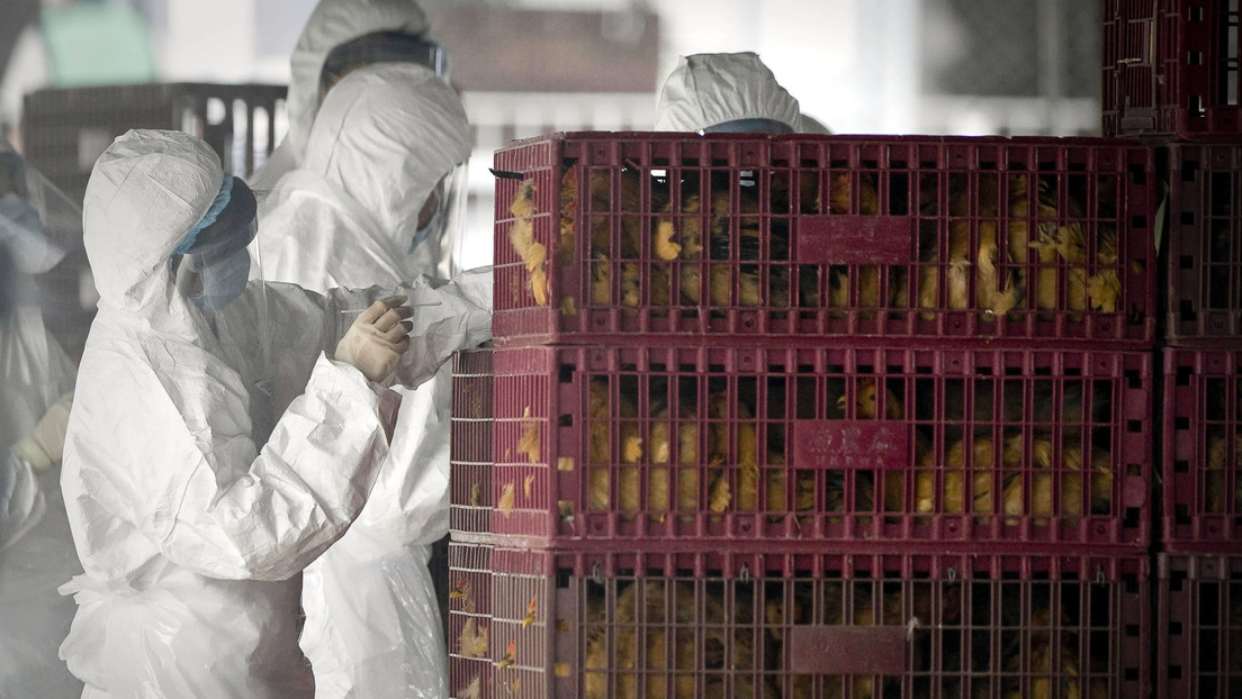 detectan-en-eeuu-un-caso-de-infeccion-humana-por-gripe-aviar-altamente-contagiosa-145715