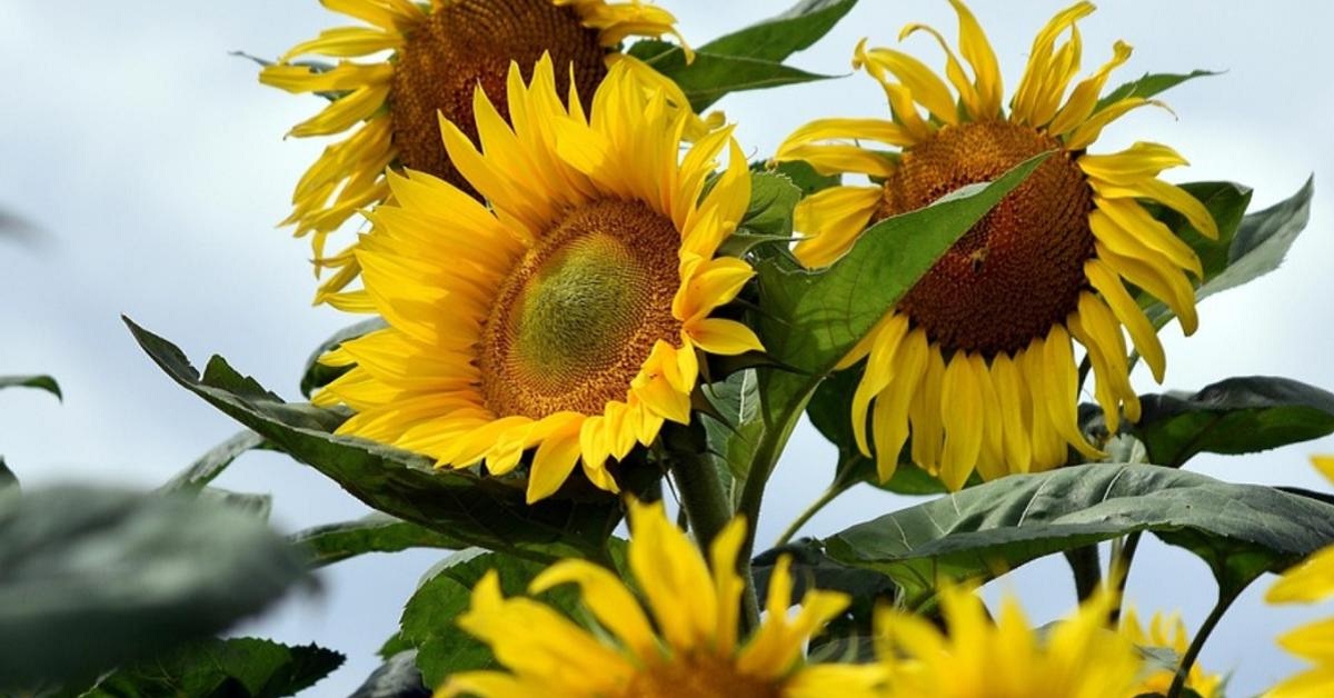 Las-flores-amarillas-se-interpretan-como-un-simbolo-de-amor-esperanza-y-nuevos-comienzos-Foto-Archivo