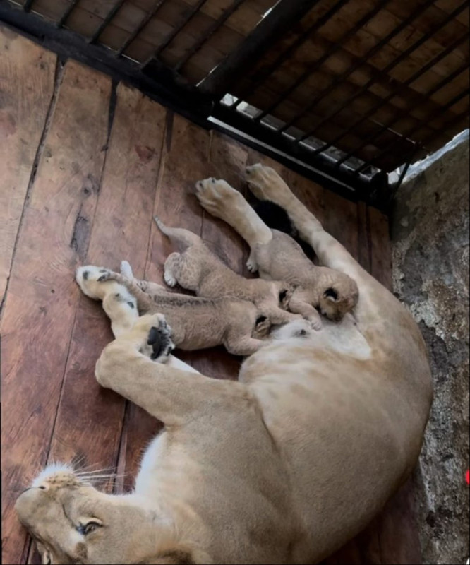 Whats-App-Image-2025-08-21-at-9-52-06-AM-2