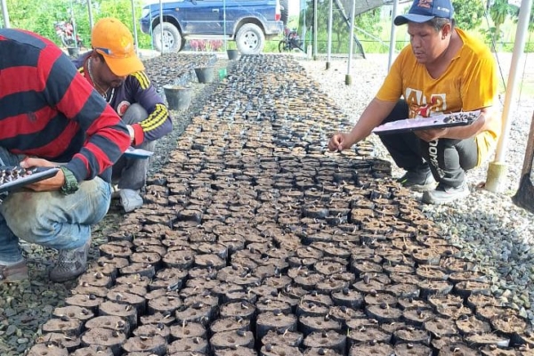 tsize_600x400_palma-aceitera