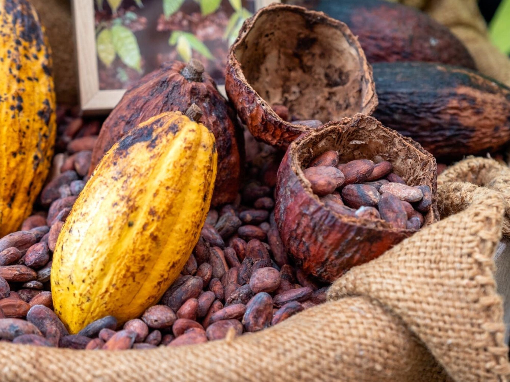 Cacao venezolano