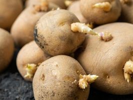 Entérese cuando las papas se vuelven tóxicas para el consumo humano